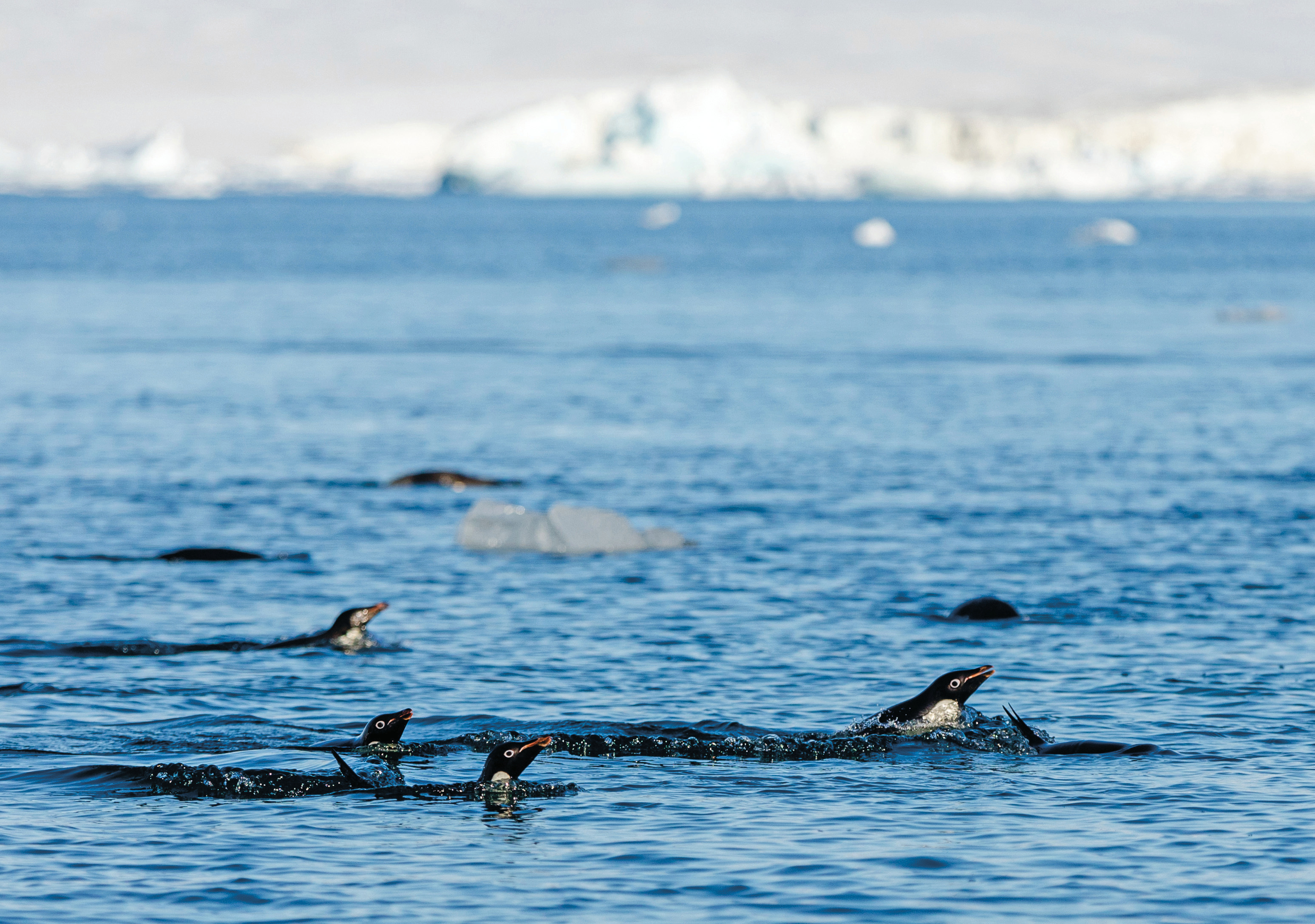 Scenic Eclipse Excursions Penguins 7.jpeg